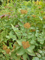 Spiraea beauverdiana