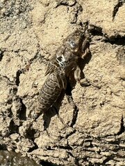 Gomphidae