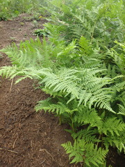 Pteridium latiusculum