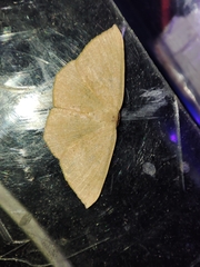 Cyclophora puppillaria