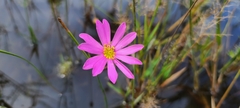 Sabatia decandra