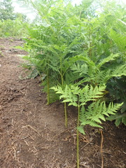 Pteridium latiusculum