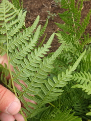 Pteridium latiusculum