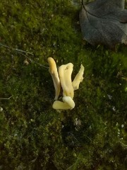 Clavaria argillacea