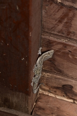 Gekko japonicus