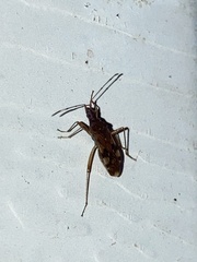 Ozophora picturata