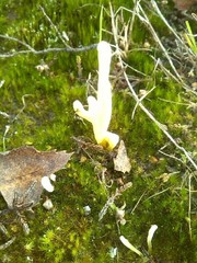Clavaria argillacea