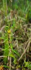 Ludwigia linearis