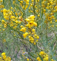Senna artemisioides