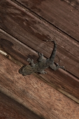 Gekko japonicus