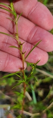 Ludwigia linearis