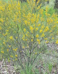 Senna artemisioides