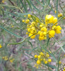 Senna artemisioides