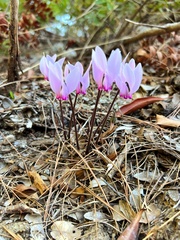 Cyclamen graecum graecum