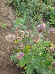 Cirsium kamtschaticum
