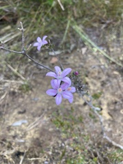 Philotheca salsolifolia