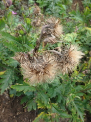 Cirsium kamtschaticum