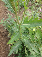 Cirsium kamtschaticum