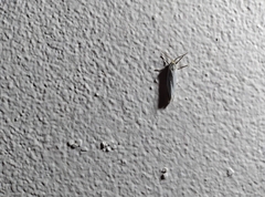 Coscinia chrysocephala