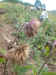 Cirsium kamtschaticum