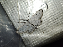 Idaea minuscularia