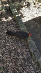 Alectura lathami lathami