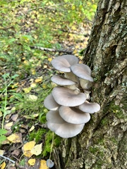 Pleurotus ostreatus