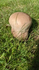 Lycoperdon utriforme