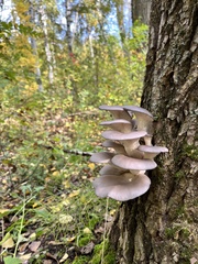 Pleurotus ostreatus