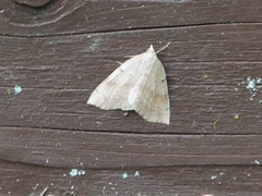 Thallophaga hyperborea