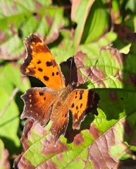 Polygonia progne
