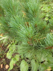 Pinus pumila