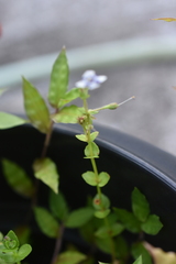Lindernia rotundifolia