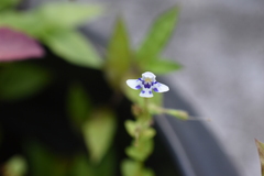 Lindernia rotundifolia