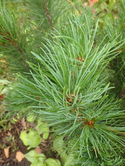 Pinus pumila