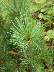 Pinus pumila