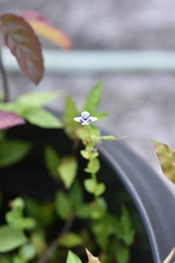 Lindernia rotundifolia