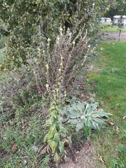 Verbascum lychnitis