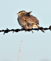 Ammodramus humeralis