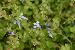 Lindernia rotundifolia
