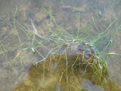 Pilularia globulifera