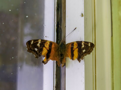 Hypanartia bella