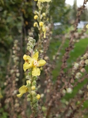 Verbascum lychnitis