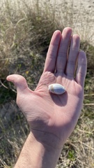 Olivancillaria
