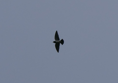 Artamus leucorynchus