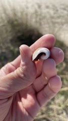 Olivancillaria