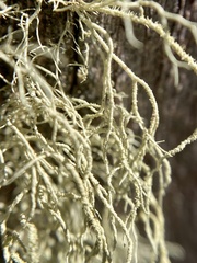 Usnea
