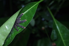 Avicularia avicularia
