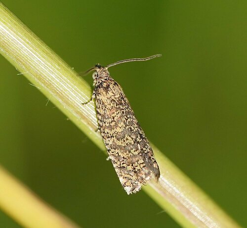 Isochorista panaeolana Meyrick, 1881