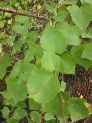 Betula ermanii